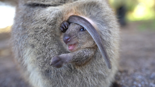 Do Quokkas Throw Babies At Predators To Defend Themselves?