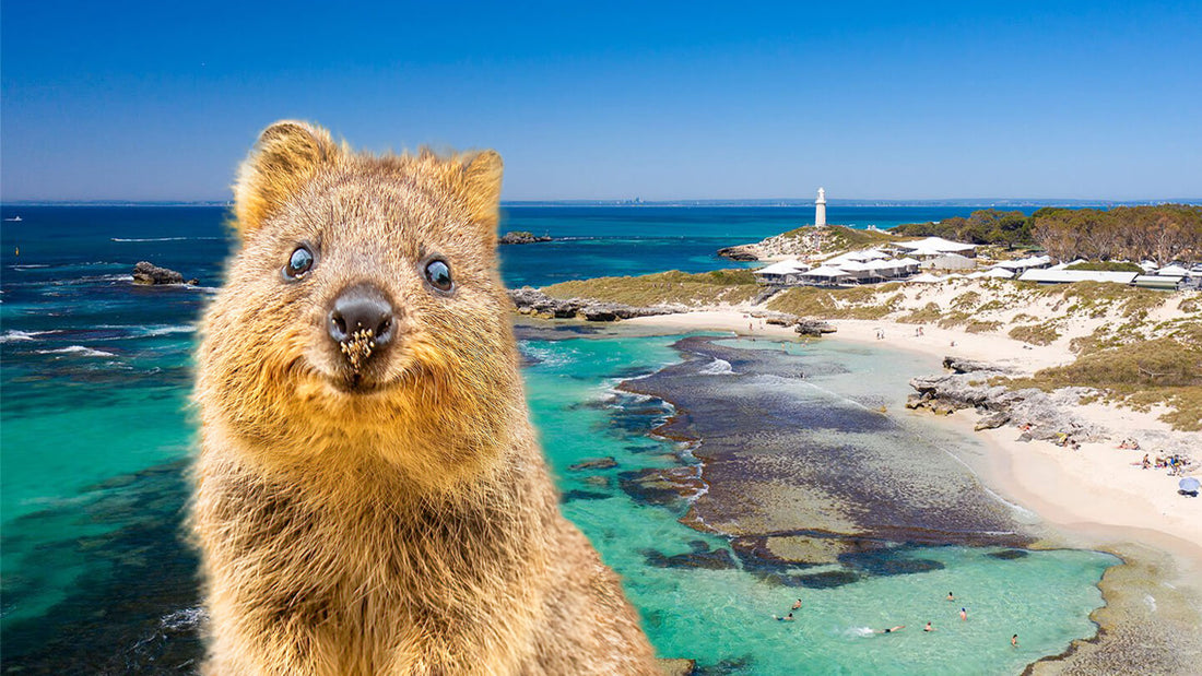 How to Get to Rottnest Island - Meet the Quokkas