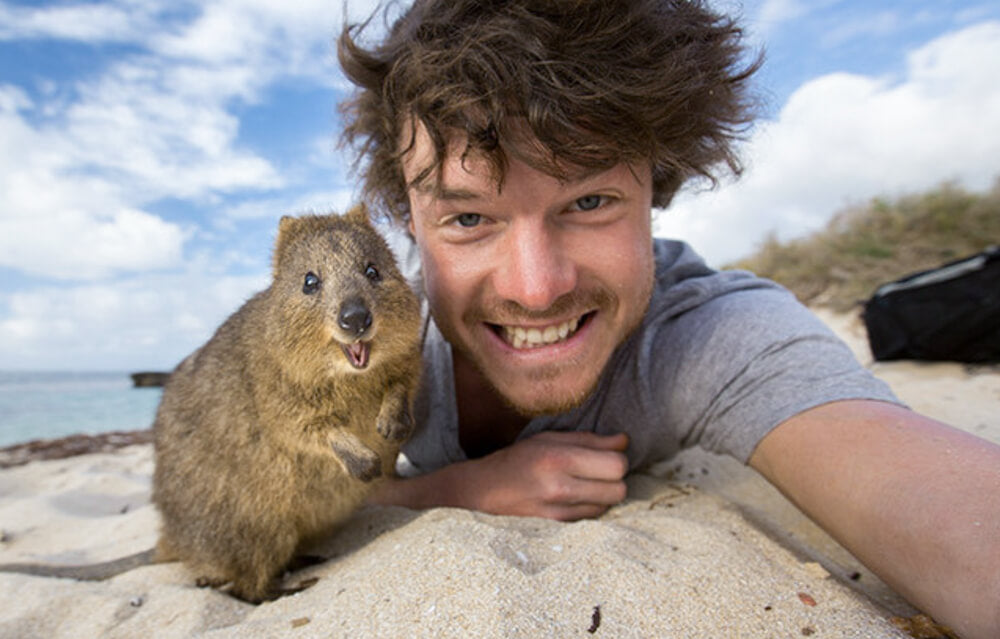 How To Take A Selfie With A Quokka The Ultimate Guide Quokka Hub How To Take A Selfie With A Quokka The Ultimate Guide Quokka Hub
