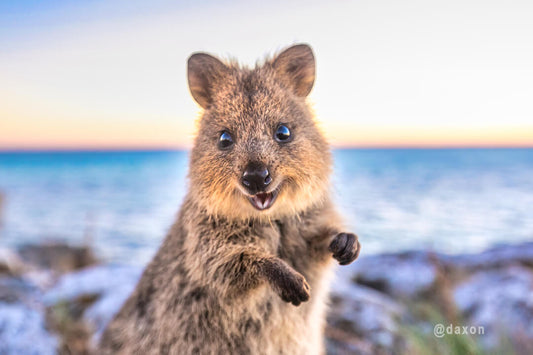 The Quokka: The World's Happiest Animal