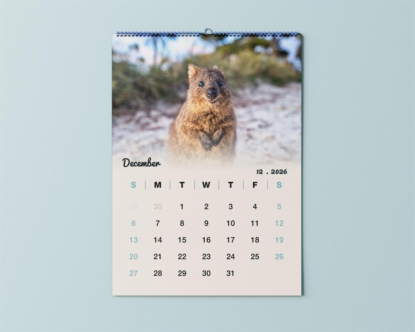 Quokka 2026 Calendar - Premium Edition