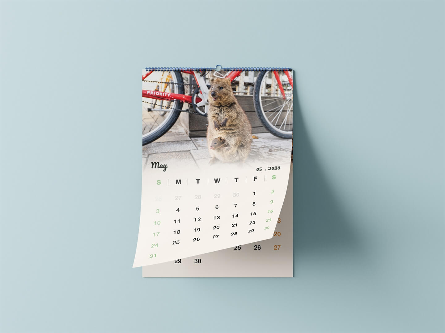 Quokka 2026 Calendar - Premium Edition