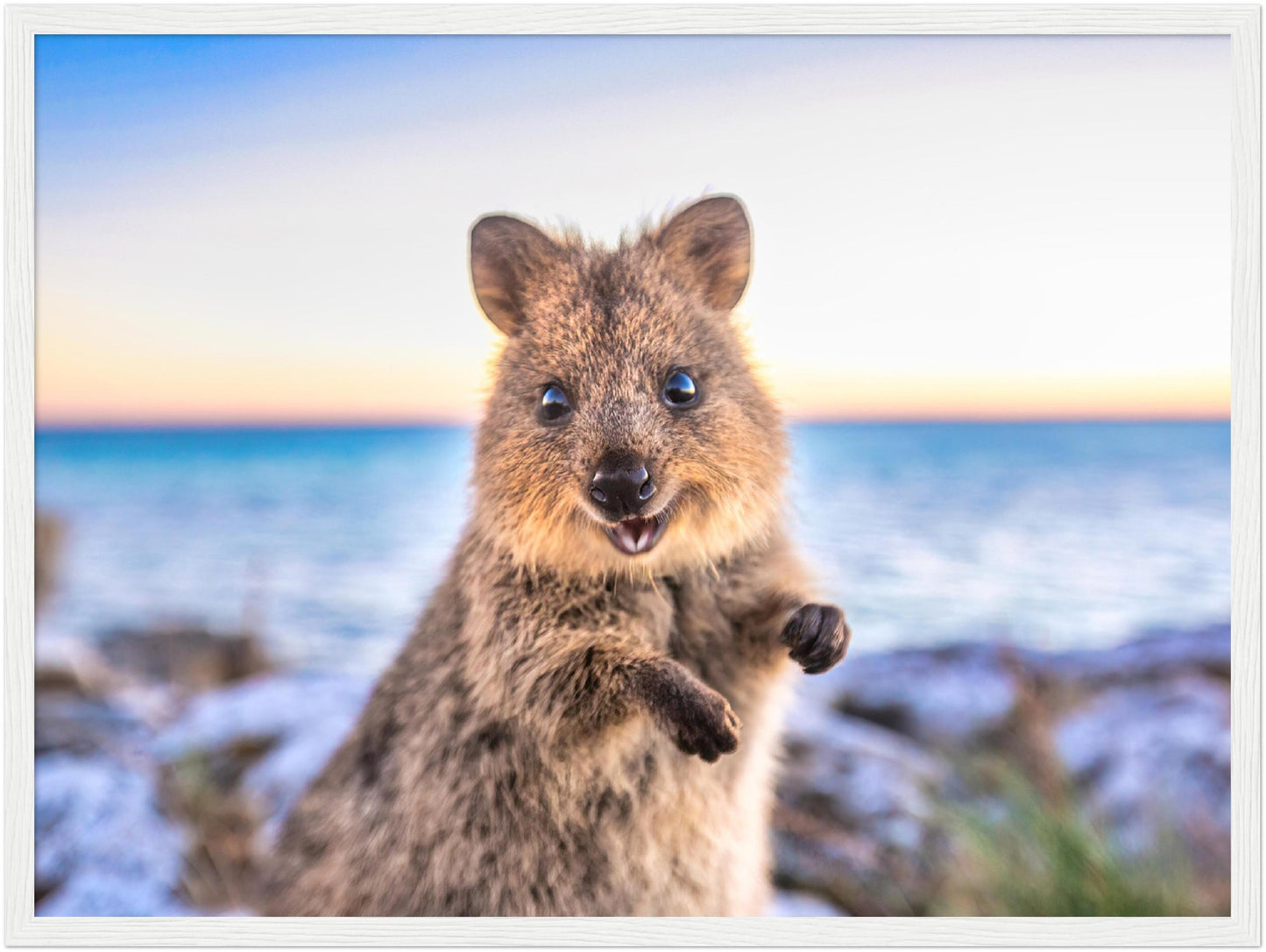 Sunrise - Quokka Portrait Print