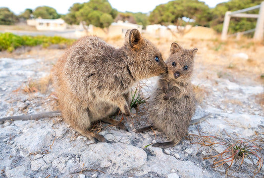 Quokka Babies - The Cutest Happiest Baby Animals in the World 🐻