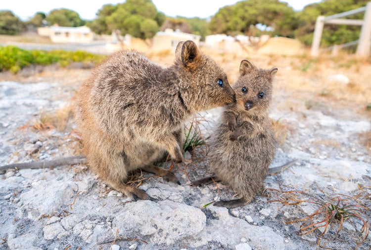 Quokka Babies - The Cutest Happiest Baby Animals in the World 🐻 ...