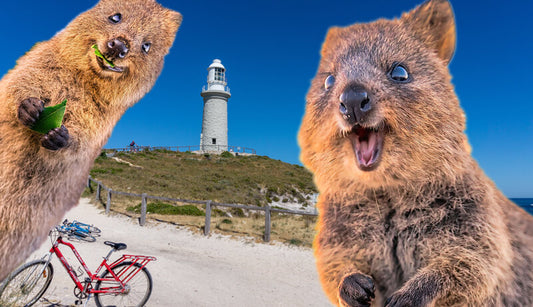 How to Live on Rottnest Island so You Can Hangout with Quokkas Forever