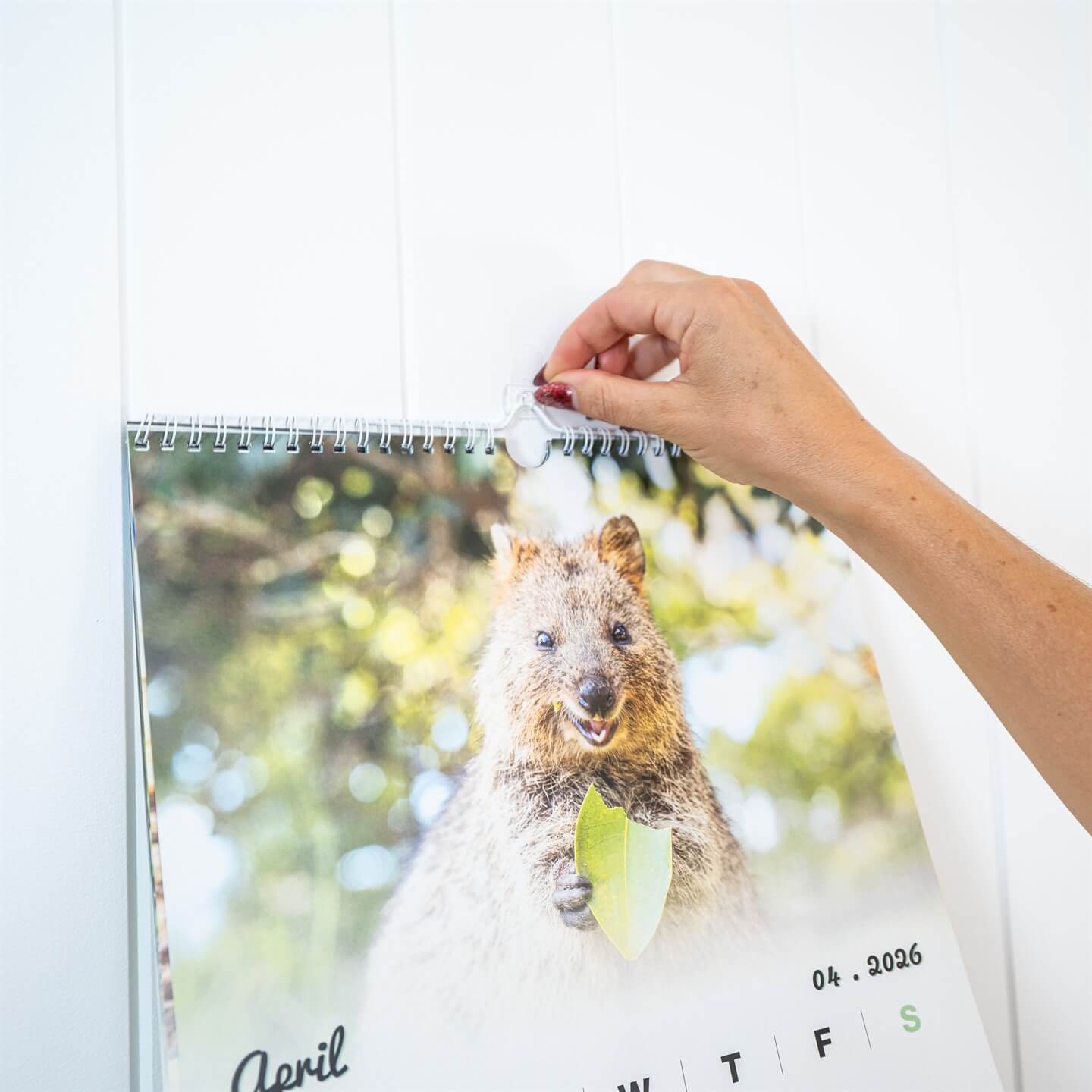 Quokka 2026 Calendar - Premium Edition