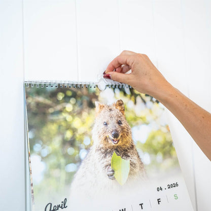 Quokka 2026 Calendar - Premium Edition