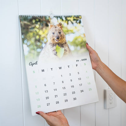Quokka 2026 Calendar - Premium Edition