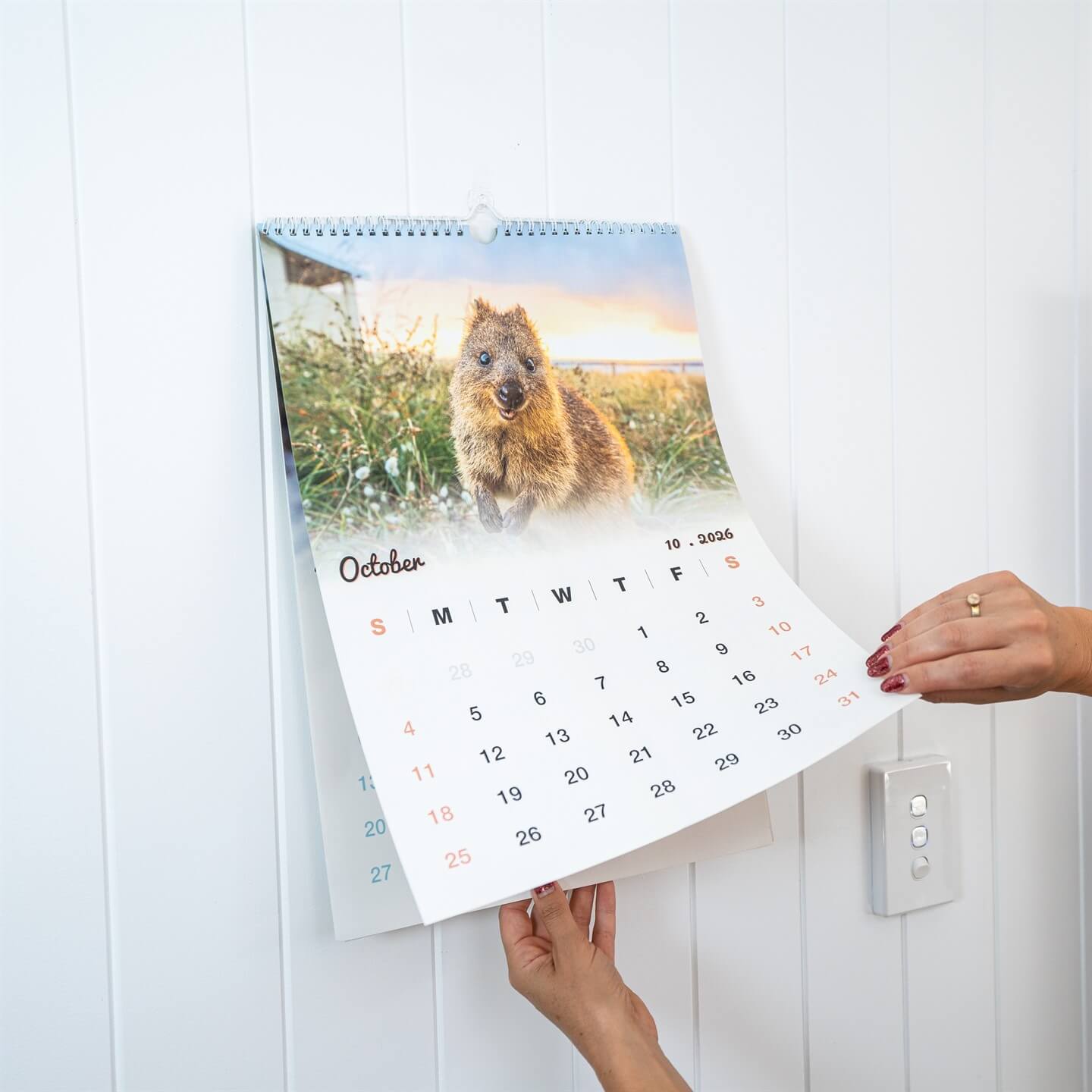 Quokka 2026 Calendar - Premium Edition