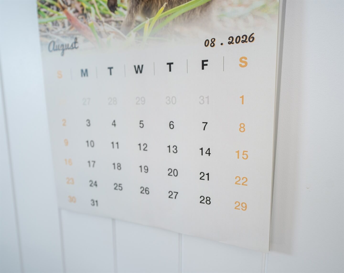 Quokka 2026 Calendar - Premium Edition