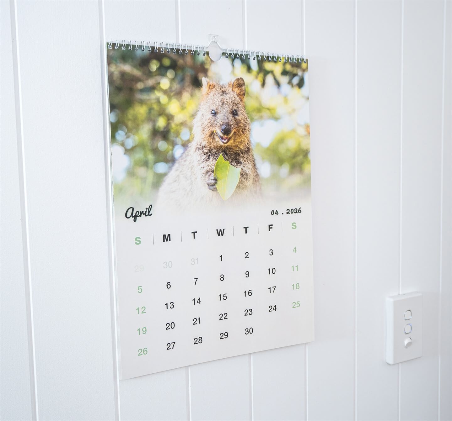 Quokka 2026 Calendar - Premium Edition