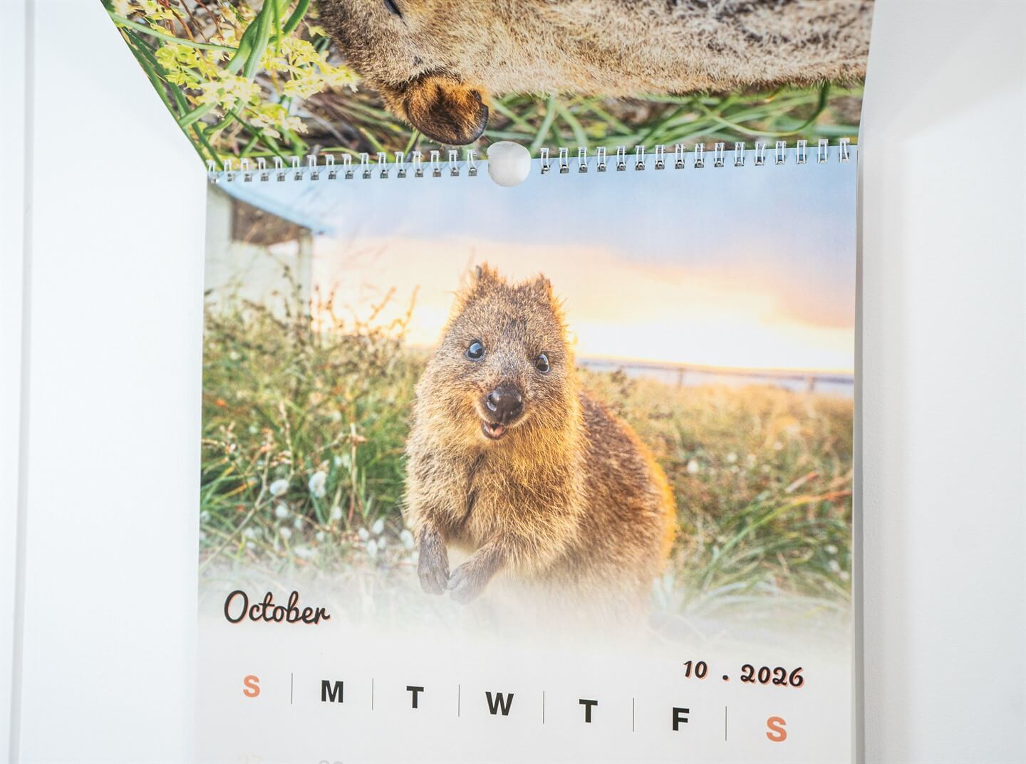 necoページquokka Quokka Hub - All For Quokka Lovers