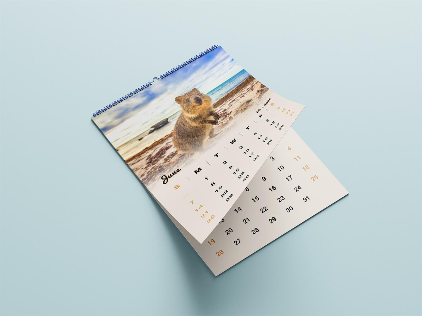 Quokka 2026 Calendar - Premium Edition