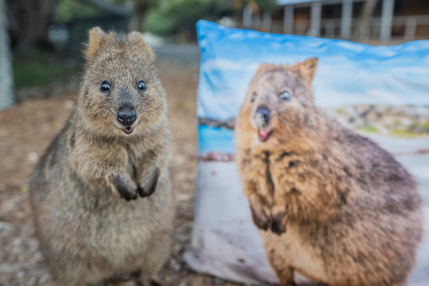 Quokka Smile Throw Pillow Square